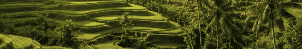 Terraced rice paddies surrounded by palm trees in Bali's countryside